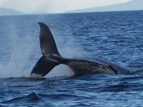 baleine2.jpg