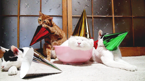 Une bande de chat ayant indéniablement fait un peu trop la fête